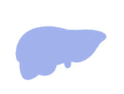 Fatty Liver